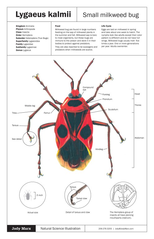 Lygaeus kalmii poster