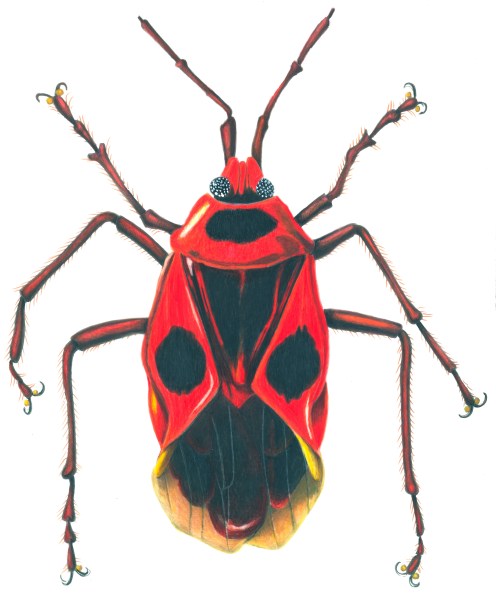 Small milkweed bug (Lygaeus kalmii) Small milkweed bug (Lygaeus kalmii)