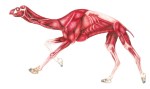 CamelMusculatureLOW