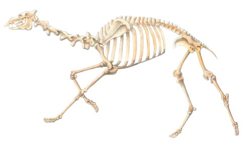 CamelSkeletonLOW