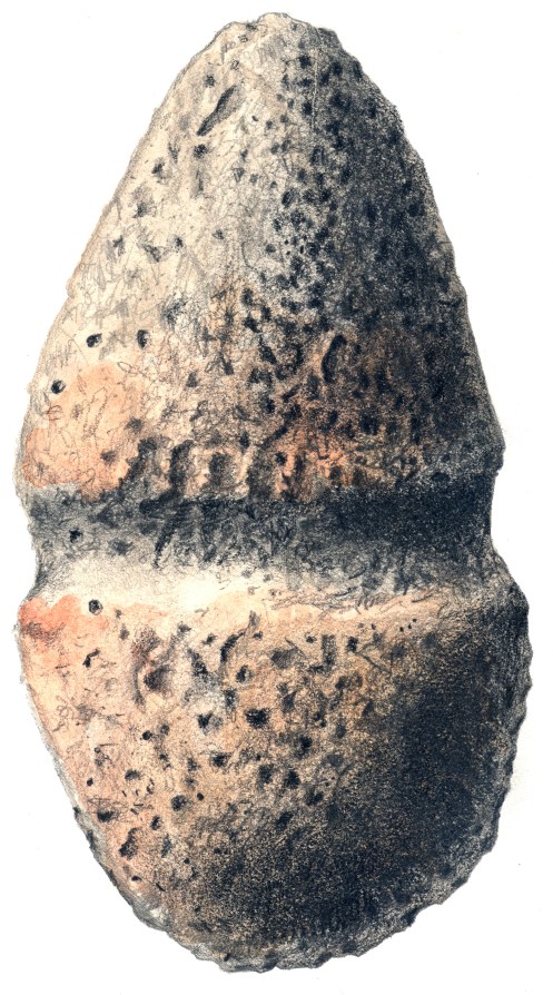 Prehistoric Maul (top view) Prehistoric Maul (top view)