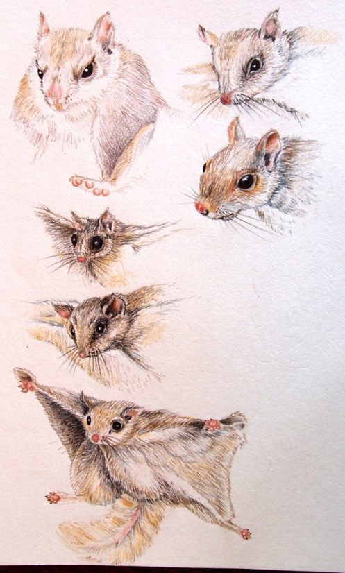 10606232_709759385745578_5004260052042399806_n