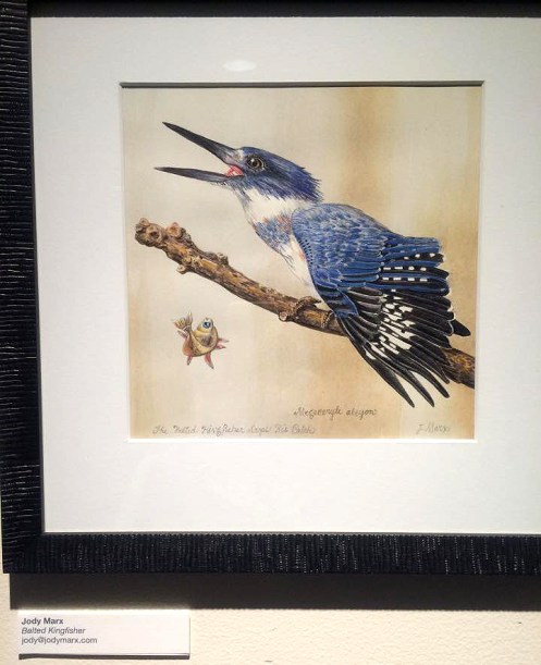 Belted Kingfisher Drops His Meal