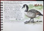 Canadian goose half-page