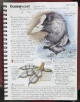 Eurasian coot 1st&nbsp;page