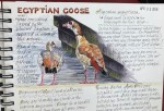 Eygptian goose half-page