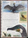 Great cormorant page