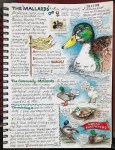 Mallards page