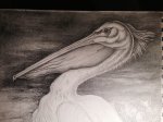 pelican graphite