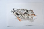 Female mallard in-progress&nbsp;031819