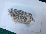 Female mallard in-progress&nbsp;031919