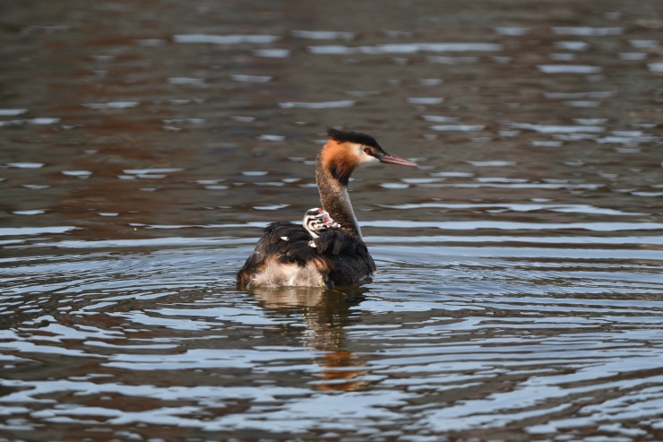 Grebe and chick on back