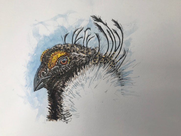 Sage grouse watercolor