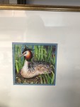 Grebe on Nest Framed&nbsp;2