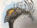 Sage grouse illus finished&nbsp;close