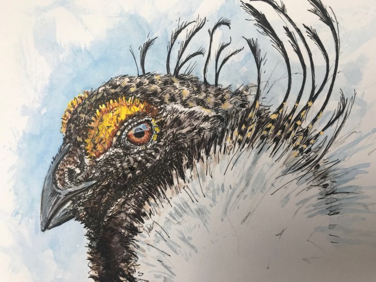 Sage grouse watercolor