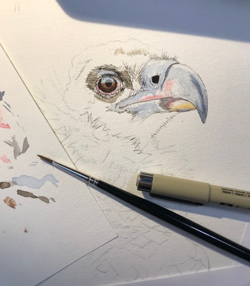 Cinereous Aegypius monachchus