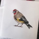 Europeon goldfinch illustration&nbsp;092719