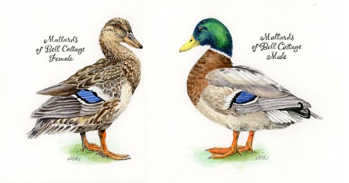 Mallard female male