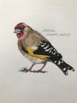 Goldfinch pardon