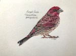 Purple finch