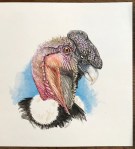 AN condor illus finished_lighter