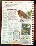 European robin nature journal&nbsp;page