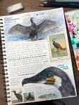 Sketchbook cormorant page&nbsp;060718