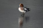 Eurasian wigeon