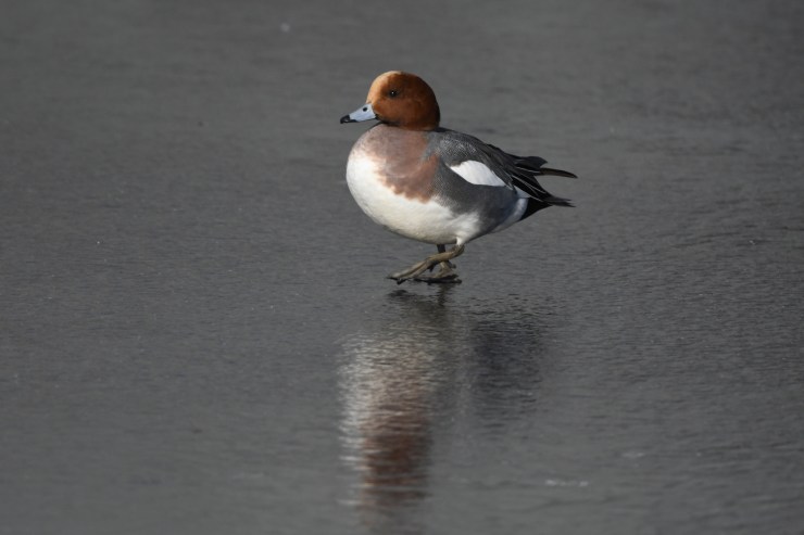 Eurasian wigeon