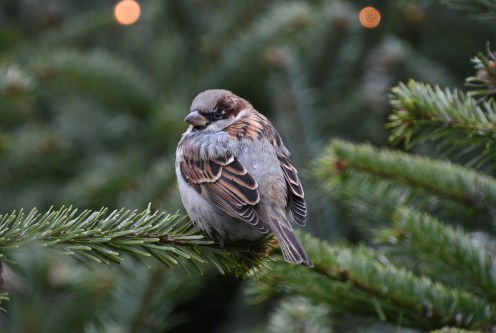 House sparrow Christmas tree